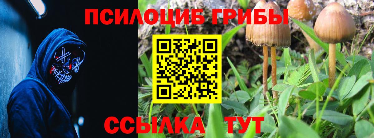 Зеленогорск  Псилоцибиновые грибы Psilocybe  Вход с VPN  Галлюциногенные грибы мухоморы 